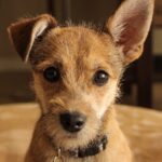 What is a Level 1 dog?