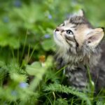 What is unique about Maine Coon cats?