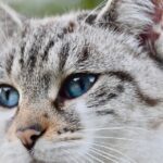 Can I use oatmeal dog shampoo on my cat?