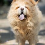 What are Chow Chows known for?