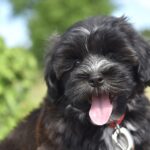 What celebrities have Havanese dogs?
