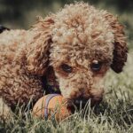 Are Goldendoodles OK in the snow?