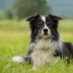 What is your border collie not good at?