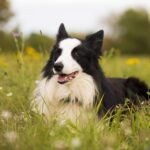Can Border Collie live alone?