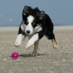 What happens if you cut a double coated dog?