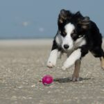 What is the rarest type of Border Collie?