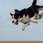 Are Border Collies disobedient?