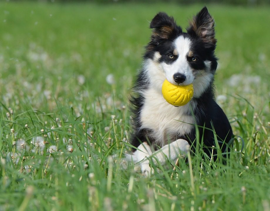 How do I keep my Border Collie mentally stimulated?