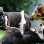 Are Border Collies a one person dog?