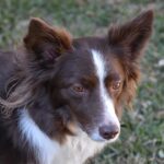 Why is my Border Collie misbehaving?