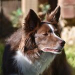 What age does a Border Collie calm down?