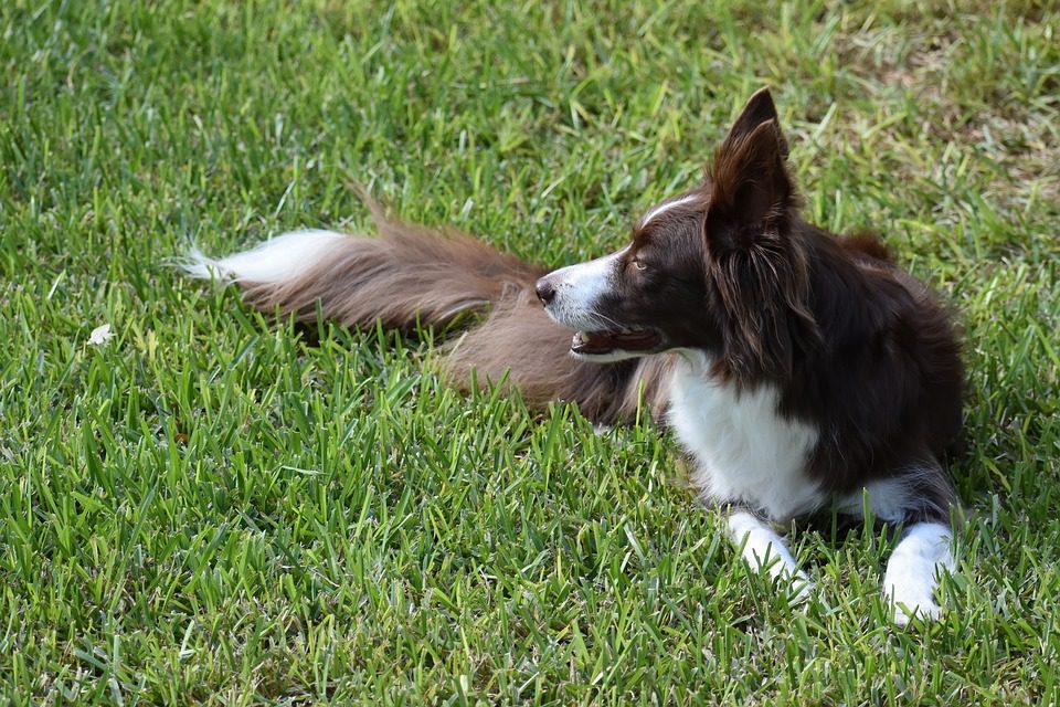 How often should you groom a double coated dog?