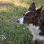 Why do Border Collies nip at your legs?