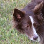 Should Border Collies get haircuts?
