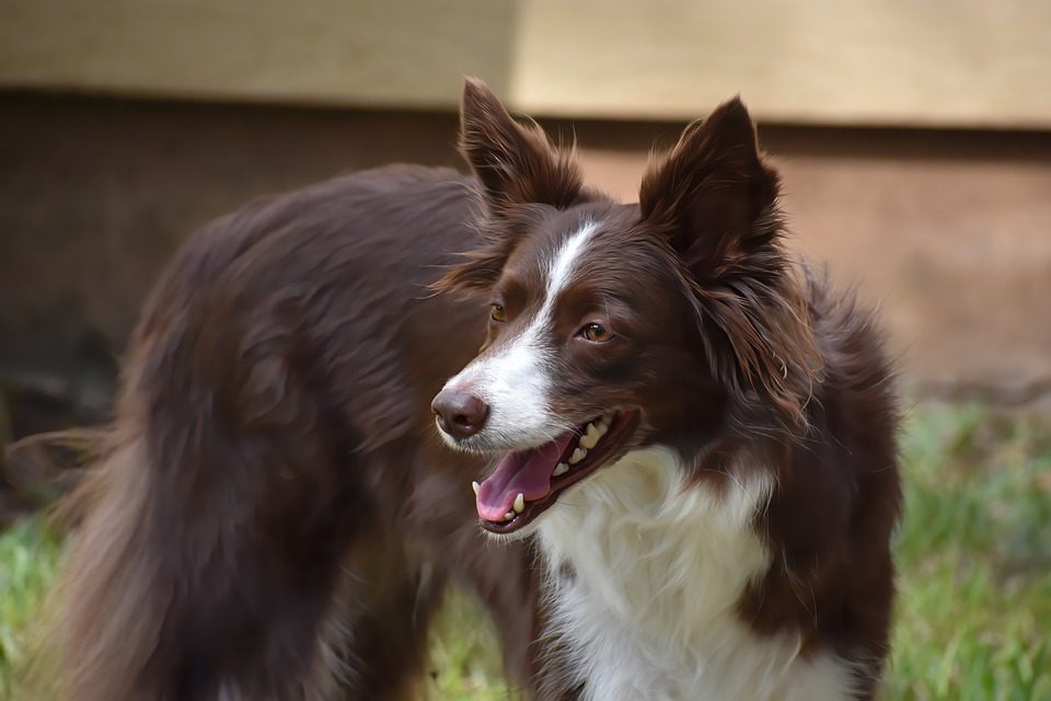 What dog is smarter than a Border Collie?