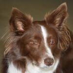 Do border collies choose their owners?