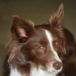 Why are Border Collies special?