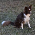 Do border collies tolerate being alone?