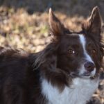 What's the best food to feed a Border Collie?