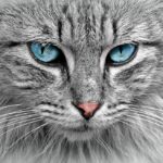 What age do British Shorthair cats calm down?