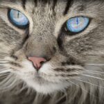 Do Maine Coon cats have attitude?