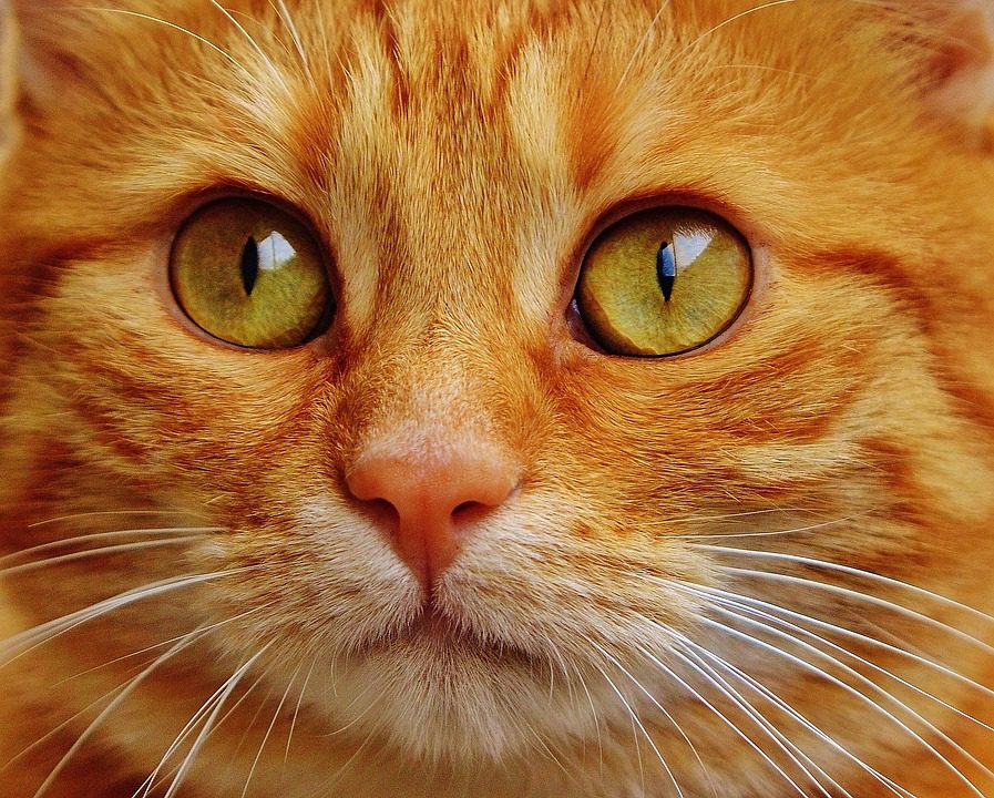 How long do Ragdoll cats live?
