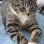 What drug can be given to a cat orally to sedate the cat?