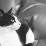 Do many cats live to 20?