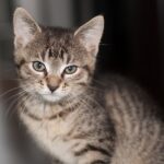 What smells are calming for cats?