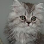 What else can make a cat itch Besides fleas?