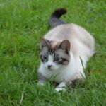 How do you tell if your cat is trying to dominate you?