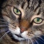 Do cats think you abandon them when you go on vacation?