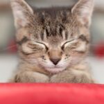 Why does my cat run around frantically licking?