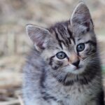 What medicine can I give my cat for hyperesthesia?