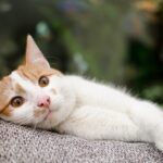 What is hyperesthesia a symptom of?