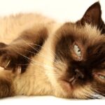 Can I use baby wipes to clean my cat's fur?