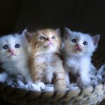 Do Ragdoll cats like water?