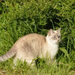 What kills fur mites on cats?