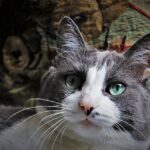 What does acromegaly in cats look like?