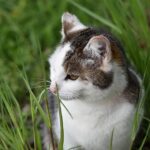 What is von Willebrand disease in cats?