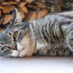 What happens if you give a cat human melatonin?