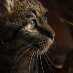 Is catnip calming for cats?