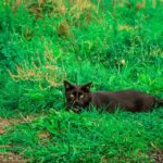 Can anxiety cause itching in cats?