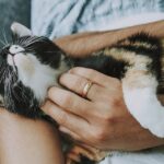 Can cats tell who their owners are?