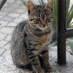 Is feline hyperesthesia fatal?