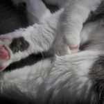 What is Fanconi syndrome in cats?
