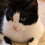 Why do cats push their face into you?
