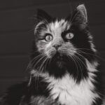 Will catnip sedate my cat?