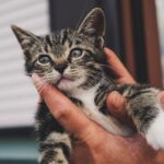 Why does a cat smell your face?