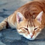 Can I give my cat 1 mg of melatonin?